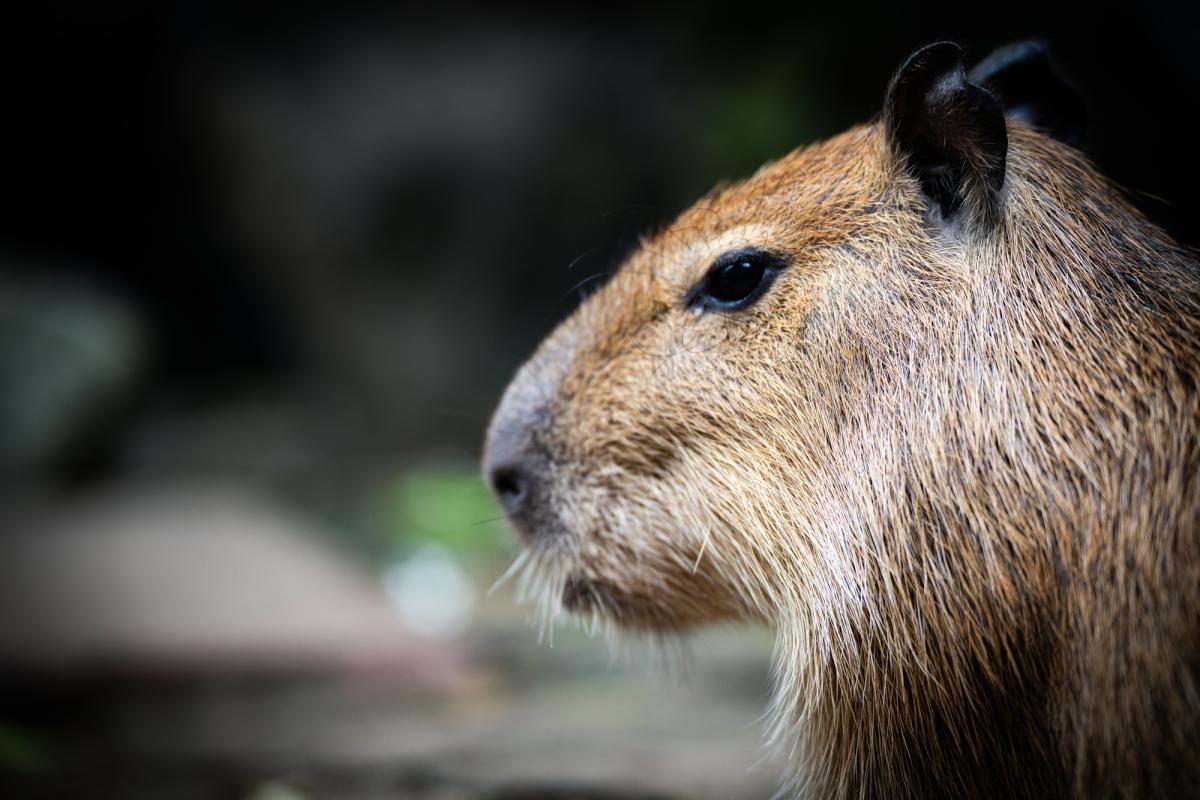 Что есть в капибарах, что делает их недосягаемыми для грозных хищников / фото ua.depositphotos.com