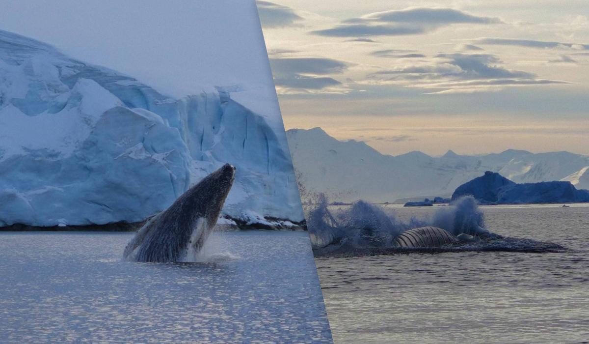 Є кілька припущень, чому кити стрибають / Колаж УНІАН, фото - facebook.com/AntarcticCenter Є кілька припущень, чому кити стрибають / Колаж УНІАН, фото - facebook.com/AntarcticCenter