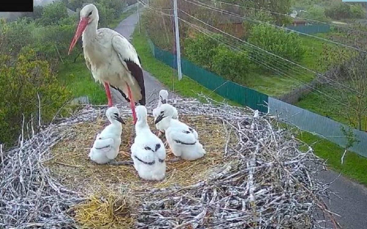 Пара лелек позбулася одного пташеняти / скріншот Пара лелек позбулася одного пташеняти / скріншот