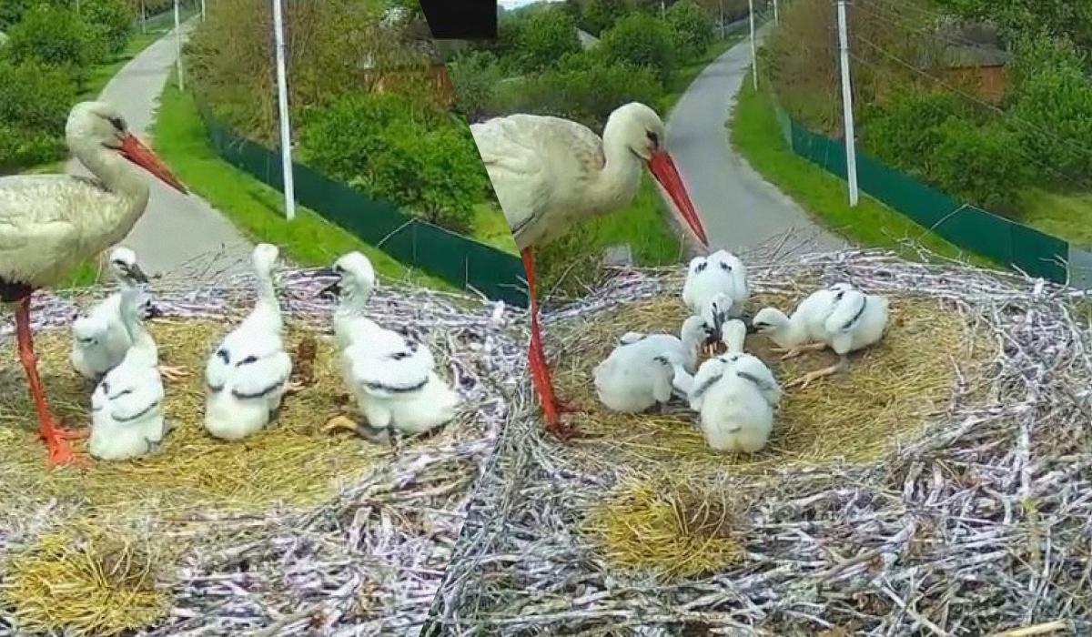 У гнізді залишилося четверо пташенят /скріншот У гнізді залишилося четверо пташенят /скріншот