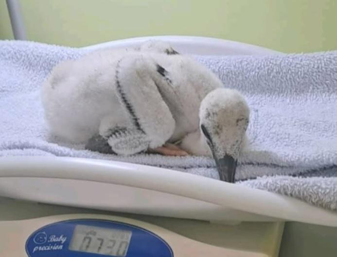 Фахівці врятували лелеченя / Фейсбук Лелека Грицько Фахівці врятували лелеченя / Фейсбук Лелека Грицько