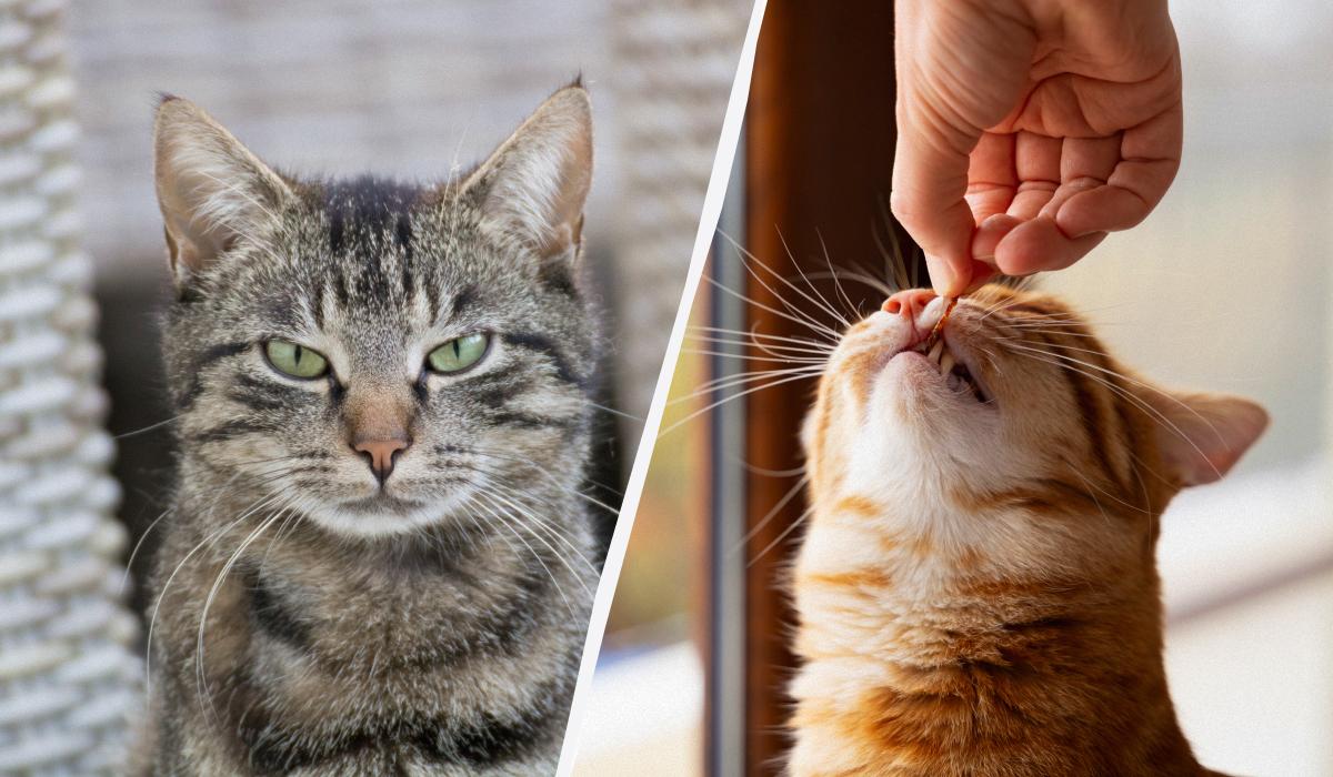 Как дать коту таблетку, если он не хочет / коллаж УНИАН, фото freepik.com Как дать коту таблетку, если он не хочет / коллаж УНИАН, фото freepik.com