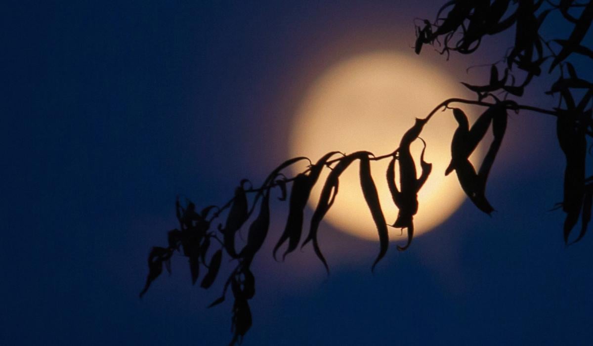 Коли повний місяць настане в листопаді 2025 року Коли повний місяць настане в листопаді 2025 року