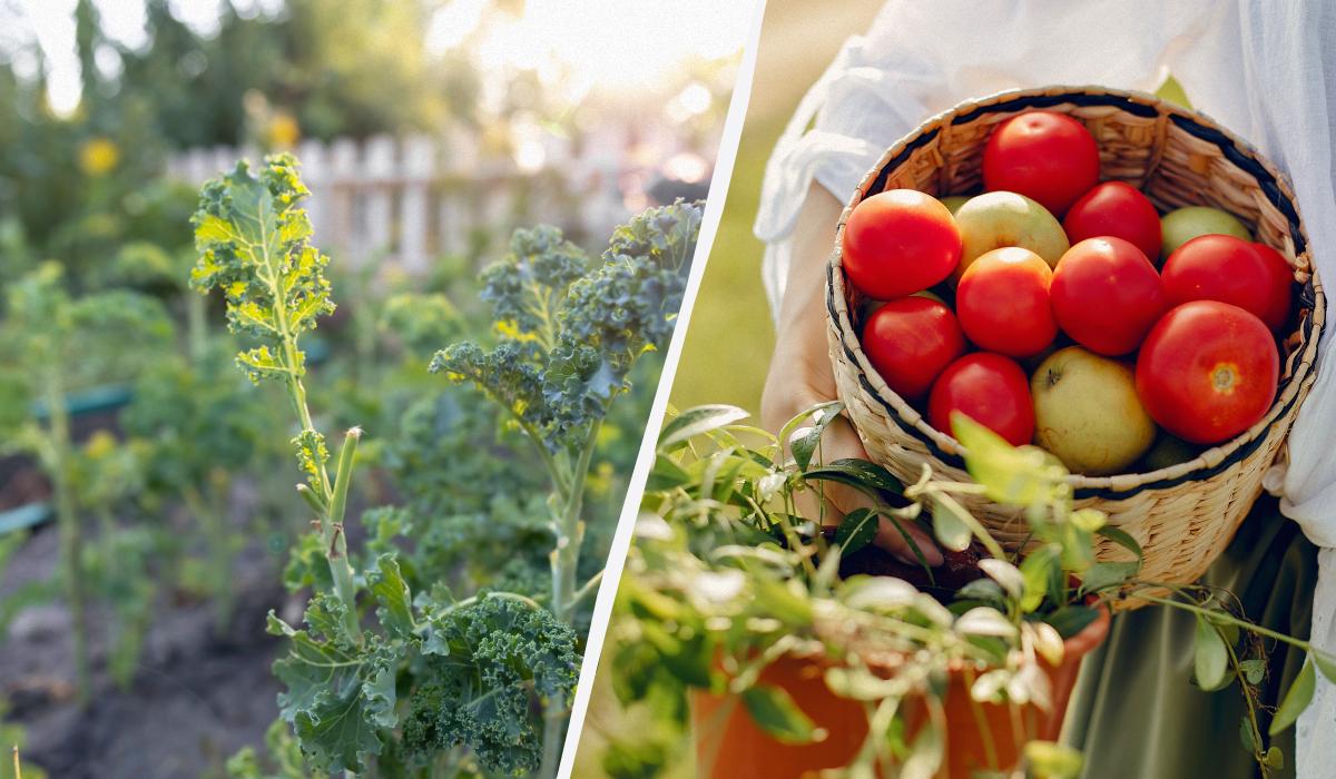 Де зберігати помідори щоб вони дозріли Де зберігати помідори щоб вони дозріли