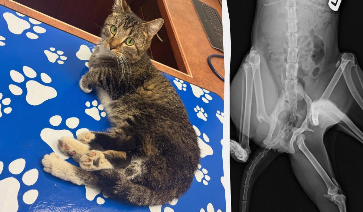 Битси нашла свой дом / Коллаж УНИАН / фото Furget Me Not Animal Rescue Битси нашла свой дом / Коллаж УНИАН / фото Furget Me Not Animal Rescue