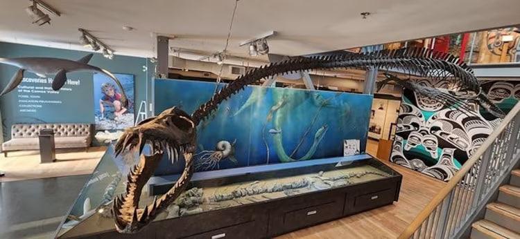 Вчені знайшли рештки морського чудовиська / The Courtenay and District Museum and Palaeontology Centre Вчені знайшли рештки морського чудовиська / The Courtenay and District Museum and Palaeontology Centre