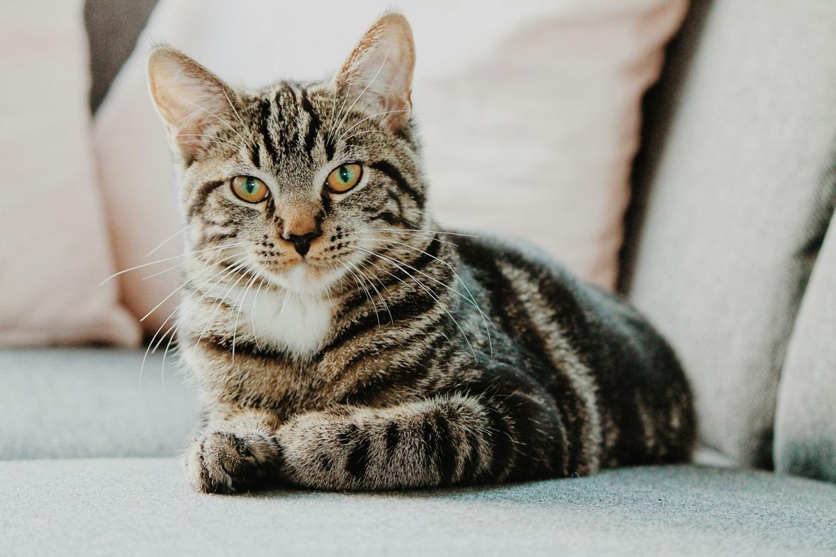 Частота муркотіння кішок пов'язана з їхньою генетикою / фото - Unsplash Частота муркотіння кішок пов'язана з їхньою генетикою / фото - Unsplash