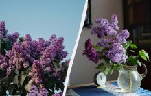 Обрываете ветки сирени? Очень зря: почему нельзя так делать