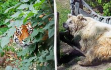 Животные КиевЗоо выходят на солнышко с наступлением тепла: появились забавные фото