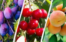 Коли обробляти вишню, сливу та абрикос від хвороб і шкідників: терміни та препарати