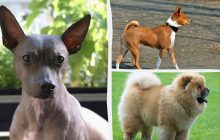 Майже не линяють та завжди охайні: ветеринар назвала 10 "найчистіших" порід собак