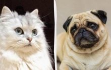 Ученые нашли неожиданное объяснение, почему нам нравятся декоративные породы собак и кошек