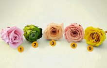 Какую розу вы выберете: психологический тест, как вы справляетесь со стрессом