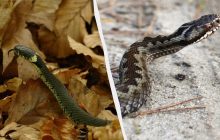 Уж чи отруйна гадюка - можна зрозуміти з одного погляду: на що потрібно дивитися