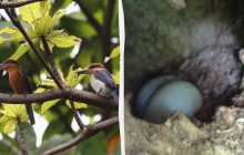 В прошлом году "вымерших" птиц выпустили в дикую природу спустя 36 лет: теперь они отложили первые яйца