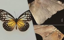 Ученые открыли новый вид гигантских бабочек, который более 30 лет оставался загадкой