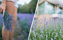 От всего недоброго: когда сажать лаванду и как ухаживать, чтобы пышно цвела