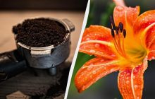 Кавову гущу викидати не треба - хороше добриво: вносимо під троянди, лілії, півонії
