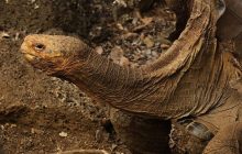 Отец 900 детей: биолог рассказал о черепахе, которая стала спасителем своего вида