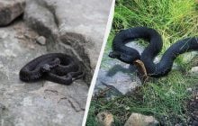 Действительно ли гадюка Никольского может убить человека: правда и мифы о змее