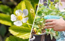 Чим обробити полуницю під час цвітіння: 5 безпечних рецептів без шкоди для ягід