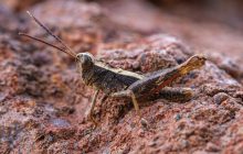 Дивовижний вид коників, який вважали вимерлим майже 50 років, знову було відкрито