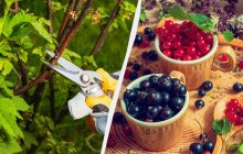 4 обов'язкові процедури зі смородиною навесні: трохи зусиль - і врожай гарантовано