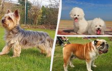 Спокійні та не гіперактивні: експерти назвали 9 порід собак, які підійдуть для квартири