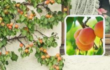 Абрикос не осиплеться, а врожай буде як на півдні: ось чим удобрювати дерево - графік