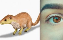 Смог пережить динозавров: ученый рассказал о животном, от которого произошли люди