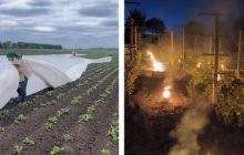 Травневі морози вбили врожай: українці можуть залишитися без овочів і ягід (відео)