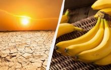 Бананы могут стать роскошью: климатологи предупреждают о новой опасности