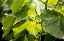 Врожай збиратимете відрами: названо найкращий час для посадки огірків