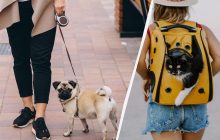 Обязательная регистрация домашних животных в Украине: кого касается и будут ли штрафовать