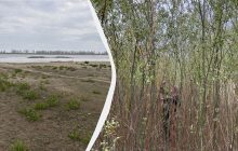 Лесные "чудеса": как выглядит Каховское водохранилище через два года после трагедии