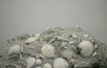 Учені зробили важливе відкриття про унікальну скам'янілість віком 500 мільйонів років