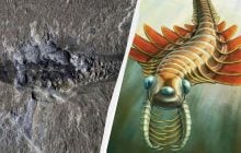 Учені знайшли дивного морського хижака з трьома очима й шипами (фото)