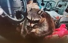 "Водій" під кайфом: у США поліція застукала за кермом єнота з трубкою для метамфітаміну