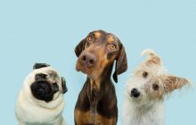 Чому собака нахиляє голову набік, коли ви з ним розмовляєте: зворушлива причина