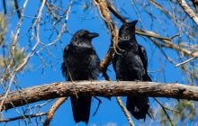 Вдень до +13: синоптикиня повідомила, де в понеділок в Україні буде найтепліше