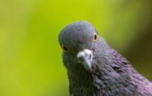 Как голубь знает, куда лететь: ученые нашли во внутреннем ухе птицы "компас"