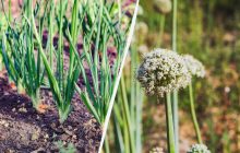 Как посадить лук, чтобы не пошел в "стрелку": какие уловки используют дачники