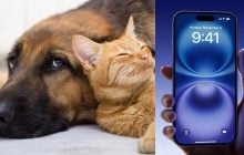 В соцсетях рассказали, как найти клеща у питомца с помощью смартфона (видео)