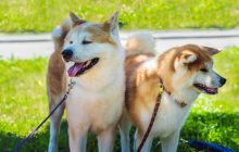 Умные и сдержанные: ветеринар назвала 4 породы собак, которые всегда преданы своему хозяину