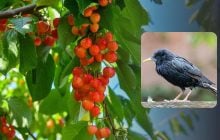 Як відлякати шпаків від черешні: перевірені часом методи