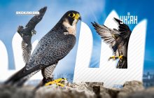 Чи справді найшвидші птахи світу вимирають і де їхні гнізда в Україні: відповідь орнітолога