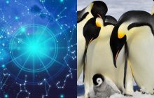 Стрелец - золотоволосый, Козерог - императорский: какой вы пингвин по знаку Зодиака