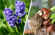 Гиацинт отцвел - что делать дальше: 5 важных шагов по уходу