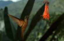 Только одна птица способна летать задом наперед: ученые объяснили, как ей это удается