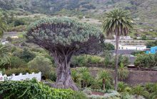 Уникальные деревья, растущие только на одном острове в мире, могут полностью исчезнуть